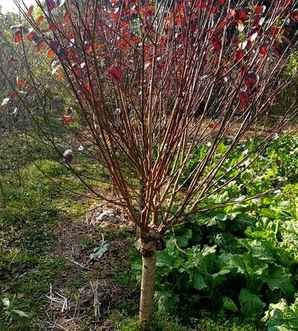 樱花桃花和梅花区别，怎么样区别梅花和桃花