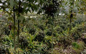 公分青枫价格，15公分青枫