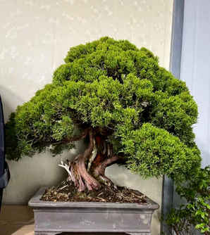 系鱼川真柏盆景怎么养护？，日本系鱼川真柏盆景展品优选图