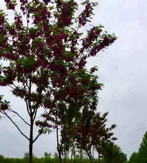 香花槐苗，香花槐苗哪里有