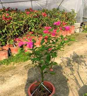 梅花基本信息，梅花介绍以及图片