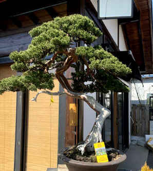 系鱼川真柏盆景怎么养护？，日本系鱼川真柏盆景展品优选图