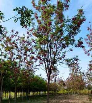 香花槐苗，香花槐苗哪里有