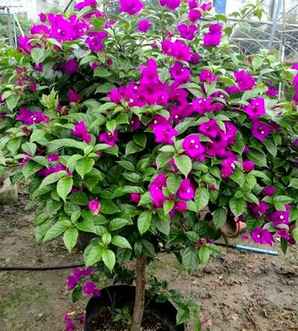 梅花基本信息，梅花介绍以及图片