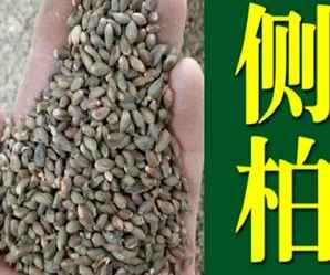 侧柏种子，侧柏种子