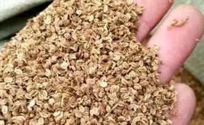 蛇床子种子什么时候采收，中药材蛇床子的种植和采收