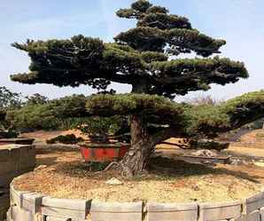 大阪松苗图片大全，大阪松苗