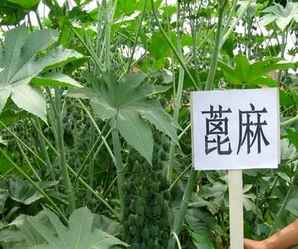 蓖麻种子功效和作用，蓖麻种子