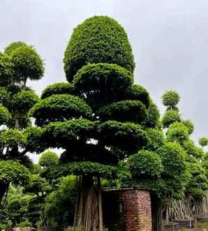 榕树做盆景最好的是哪个品种，榕树盆景多用什么品种的榕树