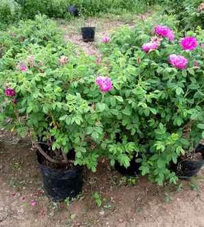 夏季月季花怎么修剪，月季花夏季养护方法