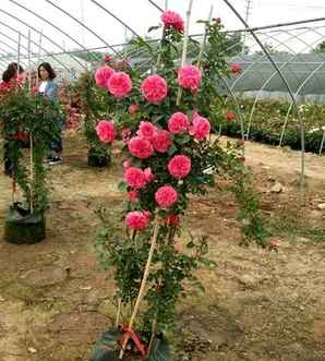 夏季月季花怎么修剪，月季花夏季养护方法