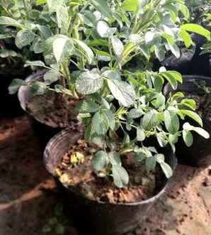 澶忓涓拌姳鏈堝，月季夏季管理