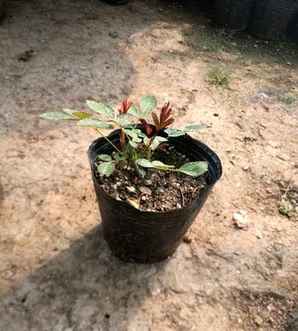 月季花的田间种植方法，田间种月季花怎么管理的呢