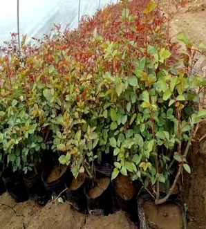 月季花的田间种植方法，田间种月季花怎么管理的呢