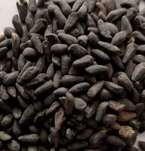 茑萝松种子怎么种植，茑萝松种子怎么种