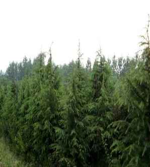 雪松的繁衍方法，雪松的正确繁殖方法