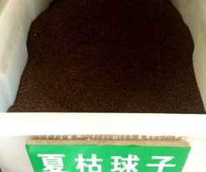 夏枯球种子，夏枯球种子图片