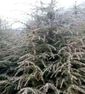 雪松种植方法及管理，雪松种植哪种品种好