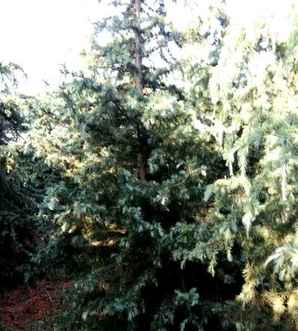 雪松种植方法及管理，雪松种植哪种品种好