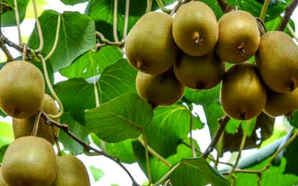 猕猴桃种子怎么种植，软枣猕猴桃种子种植方法