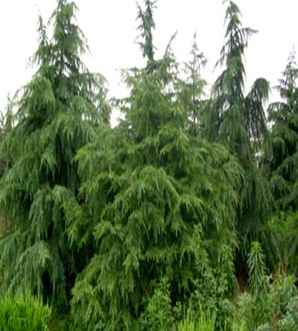 雪松种植方法及管理，雪松种植哪种品种好