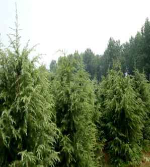 雪松种植方法及管理，雪松种植哪种品种好
