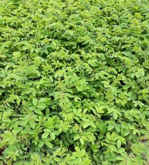 玫瑰苗照片，8年玫瑰苗