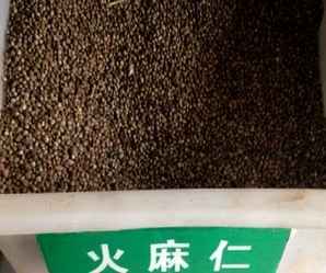 火麻仁种子，火麻仁种子发芽率