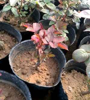 广汉园林月季种植基地，四川月季种植基地