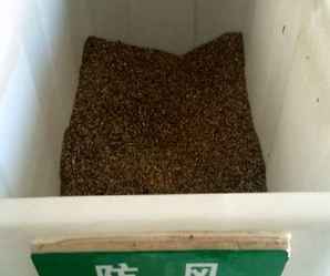 防风种子有什么功效，防风种子