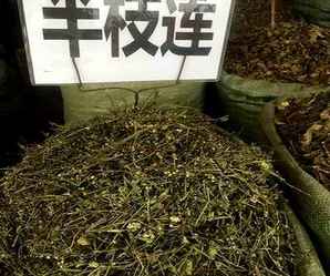 半枝莲种子，半枝莲种子哪购买