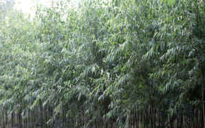 美国竹柳种植前景，公分美国竹柳价格