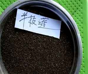 半枝莲种子，半枝莲种子哪购买