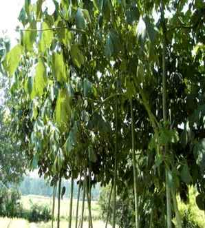 青桐树种子多少钱一吨，青桐树木材多少钱一方