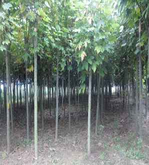 青桐树种子多少钱一吨，青桐树木材多少钱一方