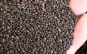 潍坊市红花鼠尾草批发价格，红花鼠尾草种子一亩多少棵