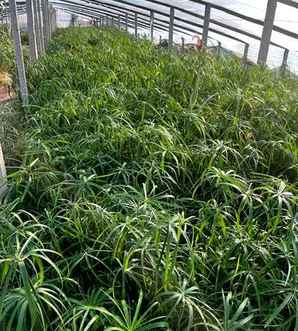 旱伞草的养殖方法和注意事项，旱伞草扦插方法图解大全视频