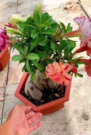 沙漠玫瑰花种子怎么播种，沙漠玫瑰种子播种方法