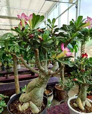 沙漠玫瑰花种子怎么播种，沙漠玫瑰种子播种方法