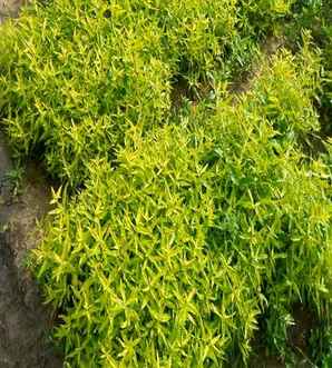 金叶莸的种植和维护，豆瓣黄杨跟金叶莸能在一起种植吗