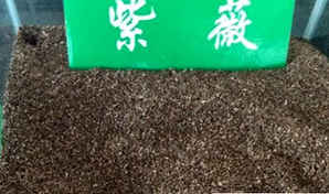 紫薇种子图片大全，紫薇种子图片大全大图高清
