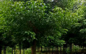 公分重阳木价格，重阳木茶几价格