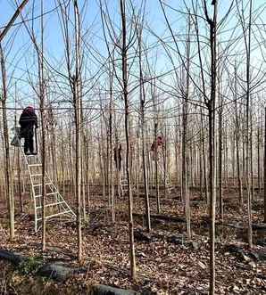 光叶榉树批发价格，平顶山光叶榉树销售