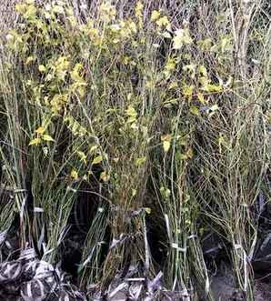 ​棣棠种植基地，湖北棣棠种植基地