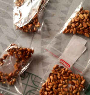 玫瑰花的种子什么样，食用玫瑰花的种子长得是什么样的