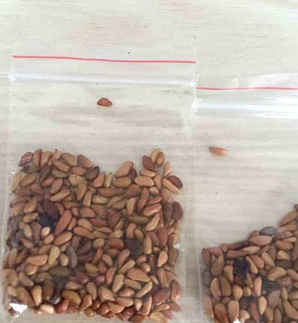 玫瑰花的种子什么样，食用玫瑰花的种子长得是什么样的
