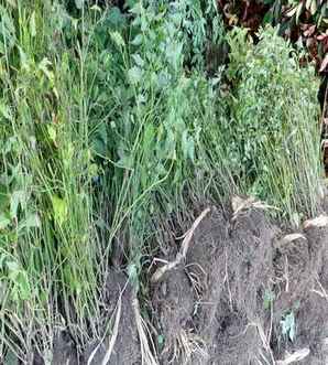 ​棣棠种植基地，湖北棣棠种植基地