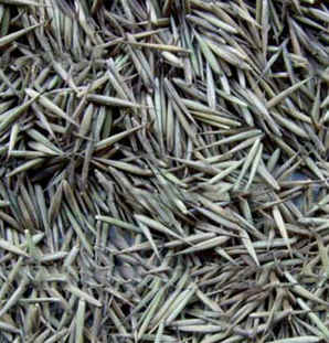 毛竹种子的播种方法，毛竹播种种植技术视频