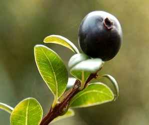 赤楠种子怎样种植，赤楠种子怎样种植