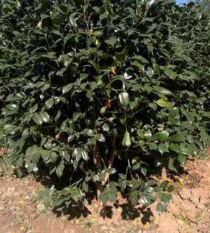 茶梅种子怎样种植，茶梅种子怎么催芽播种